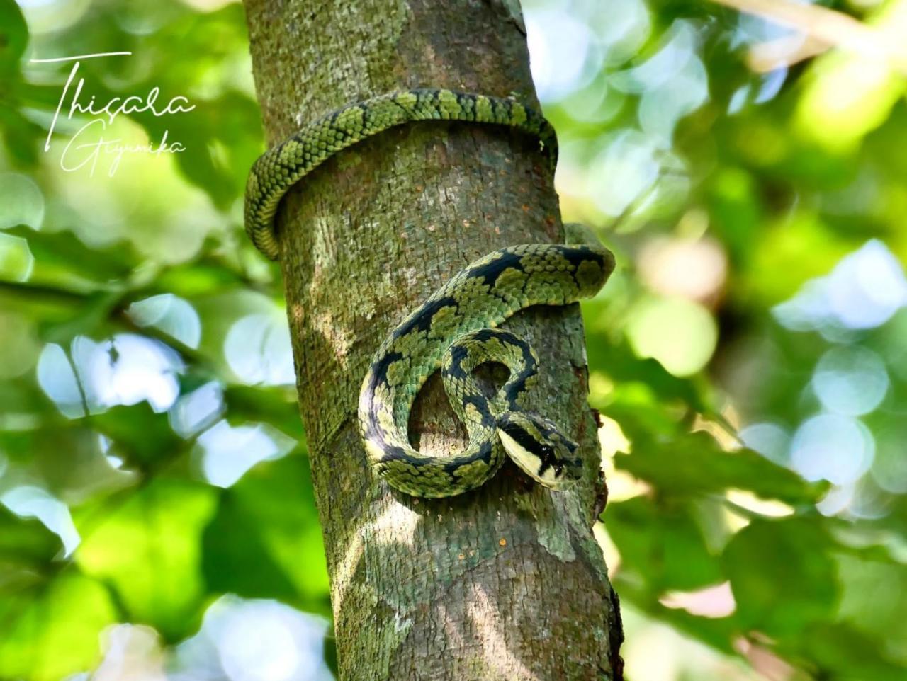 ホテル Serene Sinharaja デニヤヤ エクステリア 写真