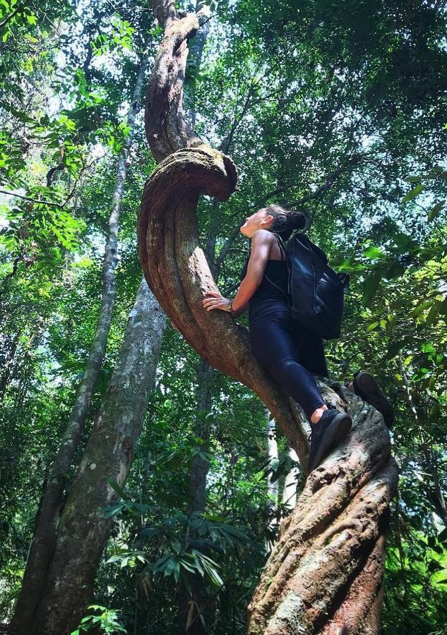 ホテル Serene Sinharaja デニヤヤ エクステリア 写真